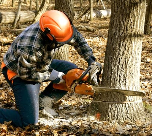 Tree Removal in Greenville, MI